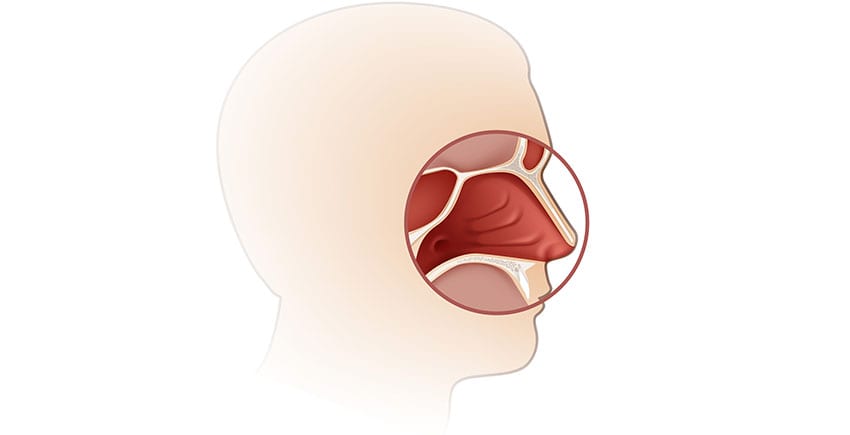 medical-concept-of-nasal-turbinates-UCI-Sinus-Surgery-Center medical-concept-of-nasal-turbinates-UCI-Sinus-Surgery-Center