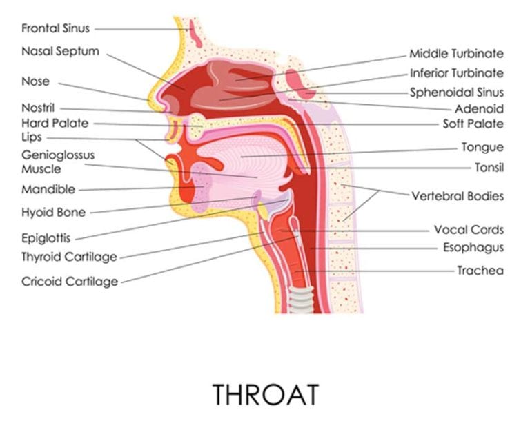 Turbinate Reduction - Sinus Surgery Center | UCI ENT | Sinus Surgery ...