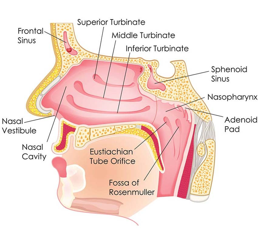 Nasal Turbinates Sinus Surgery Center Uci Ent Sinus Surgery Specialists 7498